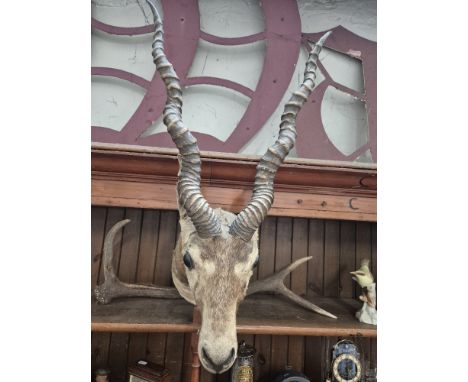 A taxidermy blackbuck head. 