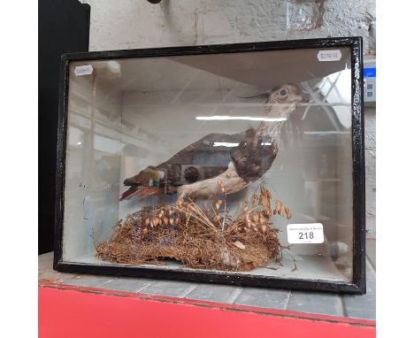 A taxidermy peawit green clover lapwing, in glazed display case.