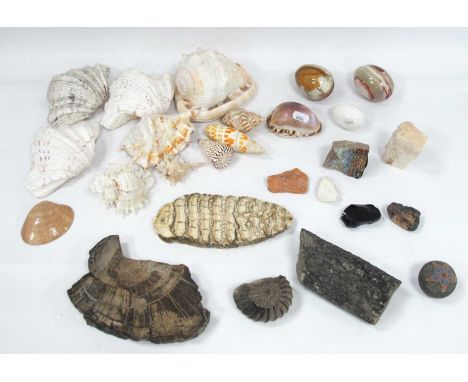Seashells, ammonite, fossil, mammoth tooth section, onyx eggs, etc.