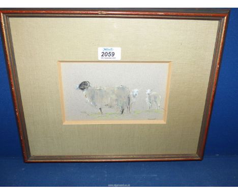 A small contemporary signed Sketch of sheep and lambs. 29cm x 36cm.