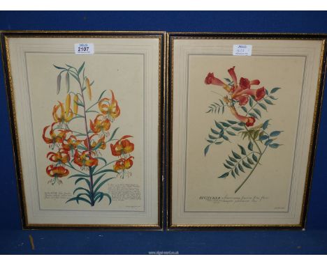 Two botanical prints of lilies and begonias, both in Hogarth frames.