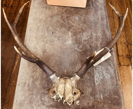  ****** ITEM LOCATION BISHTON HALL**********An early 20th century deer skull and three pointed antlers.