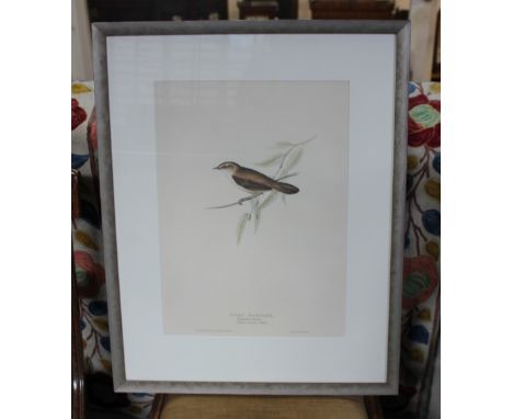 After John and Elizabeth Gould, 'Silky Warbler, Salicaria? sericea. Sylvia sericea; (Natt:)', coloured lithograph, printed by