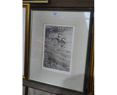 Limited edition monochrome etching, Grebes, 48/150