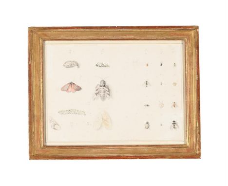 FRENCH SCHOOL (18TH CENTURY) A STUDY OF INSECTS Pencil and watercolour Inscribed 'fini ce 29 aout 1771' (lower right), variou