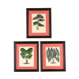 AFTER P. DE PANNEMAEKER, A SET OF THREE FRAMED BOTANICAL COLOURED PRINTS