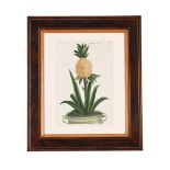 JOHANN WILHELM WEINMANN (1633-1740) AND JOHANN JAKOB HAID (1704-1767), 'BROMELIA ANANAS'