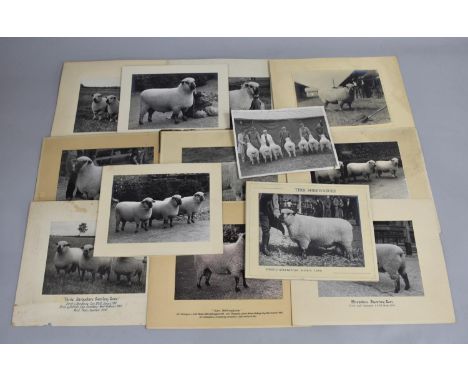 A Collection of Vintage Monochrome Photographs Relating to Pedigree Shropshire Sheep 