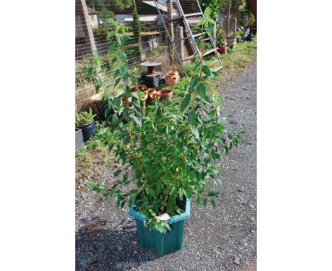 Planted plastic garden planter