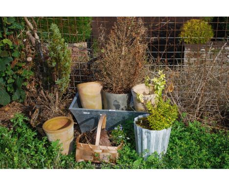 Quantity of miscellaneous garden planters, some with shrubs