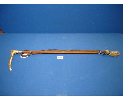 An Antler handled lunging Whip with silver plated band, 46" long.