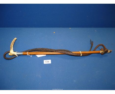 An Antler handled lunging Whip with London silver band, 42" long.