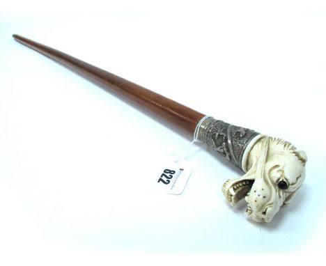 An Early XX Century Walking Stick, the ivory handle carved as a lioness with open mouth and glass eyes, the white metal mount