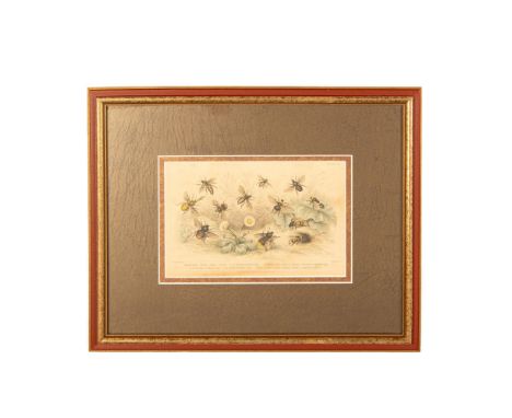 Beautiful original hand colored lithograph that represents twelve different species of bees swarming a flowery meadow after t
