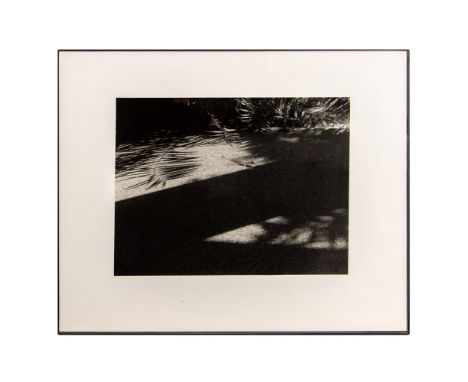 Black &amp; white photograph by Liria Barbosa that captures an interplay of shadows and light on palm trees resulting in an a