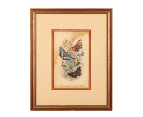 Beautiful original hand colored lithograph that represents six different species of exotic butterflies after the 1855 color e