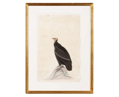  AN INDIAN VULTURE INDIA, COMPANY SCHOOL, CALCUTTA OR BARRACKPORE, CIRCA 1803 gouache on paper, inscribed in ink to the top o