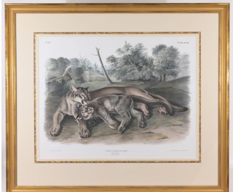 John Woodhouse Audubon (American, 1812 - 1862) "The Cougar (Female & Young)", - Plate 97 Hand-colored lithograph, from The Vi