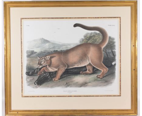 John Woodhouse Audubon (American, 1812 - 1862) "Felis Concolor, Linn. (The Cougar. Male)" - Plate 96 Hand-colored lithograph,