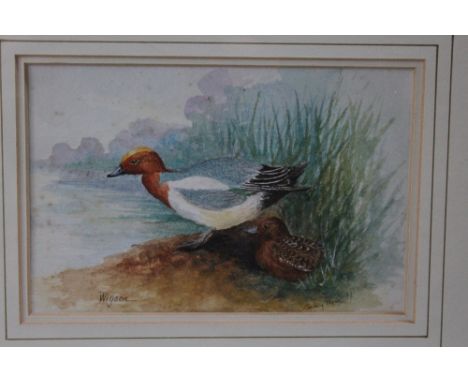 GRAHAM PAYNE. (Royal Worcester artist).  Study of a wigeon by a lake, signed lower right, dated 1984, watercolour, framed and