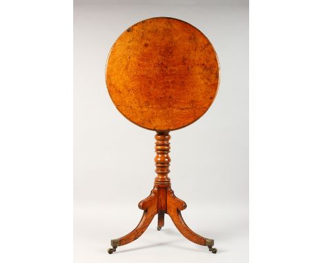 A 19TH CENTURY POLLARD OAK TRIPOD TABLE, with circular tilt top, turned column support, on three splay legs. 2ft 3ins high x 