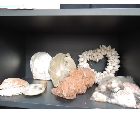 A shelf of decorative shells and coral