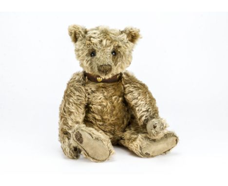 An early Steiff teddy bear circa 1909,  With golden mohair, black boot button eyes, pronounced clipped muzzle, black stitched