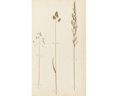 Grasses.- Swayne (G.) Gramina Pascua: or, A Collection of Specimens of the Common Pasture Grasses, first edition, 19 actual s