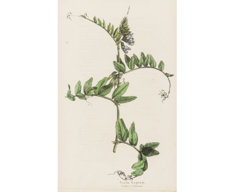 Grasses.- Sinclair (George) Hortus Gramineus Woburnensis..., second edition, half-title, 60 hand-coloured lithographed plates