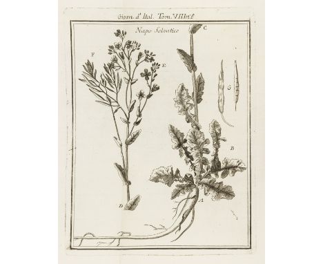 Griselini (Francesco) Del Napo-Selvatico detto comunemente Ravizzone, e della maniera di raddolcire l'Olio..., engraved title