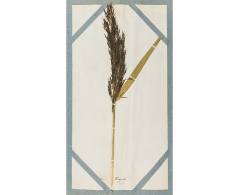 Grass.- Salisbury (William) Hortus Siccus Gramineus, or, a Collection of Dried Specimens of British Grasses, printed title (m