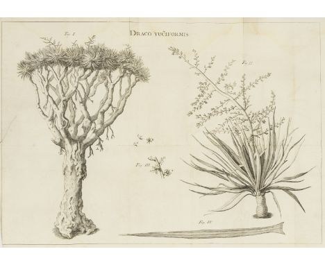 Botany.- Vandelli (Domenico) Dissertatio de arbore draconis, sue dracaena, first edition, folding engraved plate (tear at edg