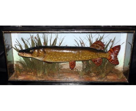 CASED FISH: Preserved Pike in flat front gold lined case, blue backboard, A W Gamage enamel label inside top right of case, f