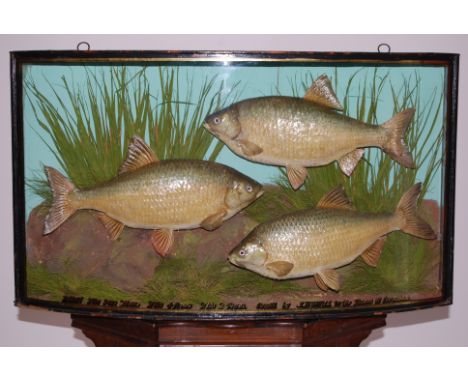 An early 20th century taxidermy group of three good sized Roach, (Rutilus rutilus), mounted in a naturalistic setting, within