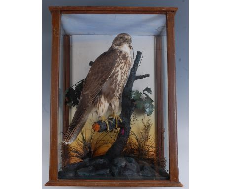 An early 20th century taxidermy Light phase Buzzard, (Buteo buteo), mounted on a tree bough in a naturalistic setting within 