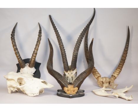 Two sets of antelope horns mounted on wooden shield plaques, two further unmounted sets and an ox skull, (5). 