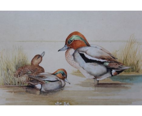 R. MACKEY. A pair of studies of water fowl at lakeside, signed and dated 1977 lower right, watercolours, framed and glazed, 1