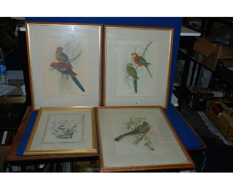 A framed Print of various butterflies and three J & E Gould Prints of exotic birds