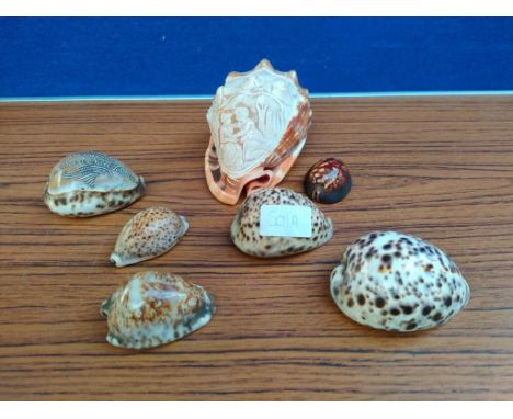 A collection of shells to include Greek style shell and others 