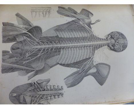 FOURTEEN LARGE FOLIO 19TH CENTURY GERMAN ANATOMICAL DIAGRAMS, LITHOGRAPHS, SOME WITH HAND COLOURING , 52 X 72CM