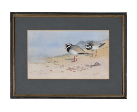 λ&nbspJOHN CYRIL HARRISON (BRITISH 1898-1985) MATURE AND IMMATURE RINGED PLOVERS  Watercolour  Signed (lower right) 18.5 x 30