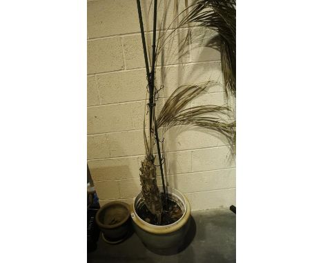 Large planter and similar smaller planter. Not available for in-house P&amp;P 