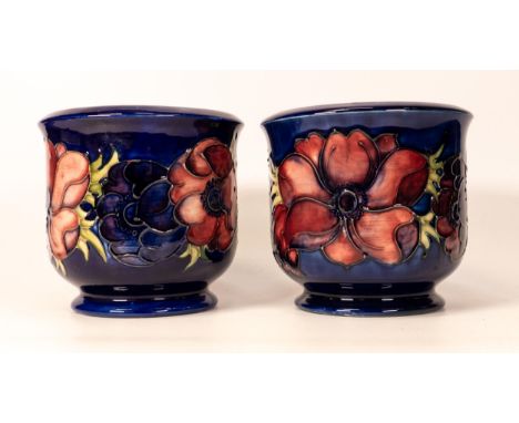 A pair of Anemone on blue planter. Height 13cm , diameter 13.5cm 