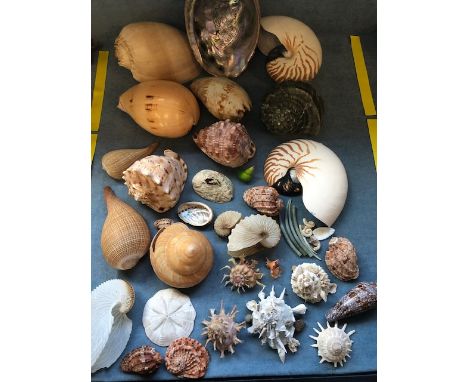Seashells, collection of vintage tropical shells to include, Conch, Nautilus, Abalone, tusk 