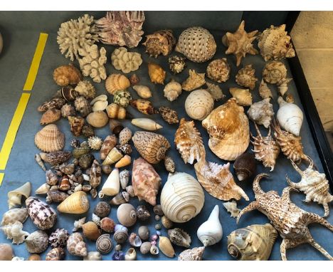 Seashells, collection of vintage shells mostly tropical, to include , olive, Clam, Conch , clam, sundial etc 
