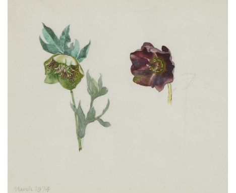 *John Aldridge RA (1905-1983) 'Hellebores' dated 'March 1974' l.l., pencil and watercolour 22.5 x 25.5cm Provenance: the arti