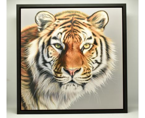 DARRYN EGGLETON (SOUTH AFRICA 1981) 'THE PATRIARCH', a signed limited edition print on canvas depicting a portrait of a Tiger