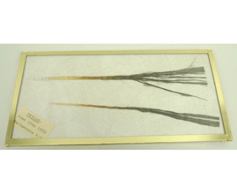 Two fabric strips recovered from the debris of Skylab, June 12th 1979, at Belladonia, Western Australia, 18cm and 19.5cm, in 