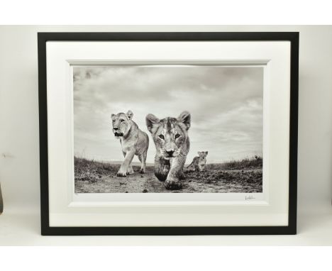 ANUP SHAH (KENYA CONTEMPORARY) 'ON THE MOVE', a signed limited edition photographic print depicting a Lioness and her cubs, 1