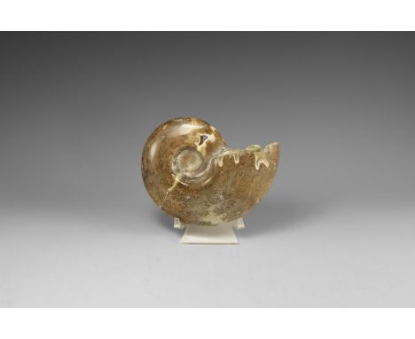 Jurassic Period, Bacocian Stage, 168-172 million years BP. A large polished oolite Sloenbachia sp. chambered ammonite, discov